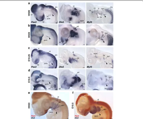 Fig. 2 Gene expression analysis of HBM precursors in chicken and mouse embryos. Pax3, Dlx5 and Myf5 expression patterns in chicken HH20 (a)and HH23 (b), and mouse E10.25 (c) and E10.5 (d)