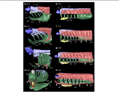 Fig. 4 Developmental sequence of HBMs. a-h, 3D reconstruction images of shark (a-d) and lamprey (e-g) embryos from lateral view