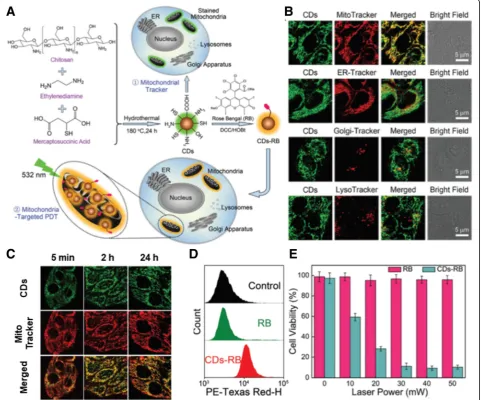 Fig. 8 Rose bengal (RB)-loaded carbon quantum dots (CDs): (a) Synthetic route of CDs and design concepts of RB-loaded CDs (CDs-RB) in cells,(b) Subcellular localization of fluorescent CDs in MCF-7 cells after 30 min of incubation, (c) Mitochondria tracking