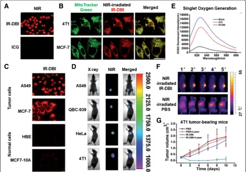 Fig. 5 M-T-D 3-in-1 typed IR-DBI: ((oxygen generation) of NIR-irradiated IR-DBI and ICG, (a) Fluorescence imaging of NIR-irradiated IR-DBI and control indocyanine green (ICG), (b) Mitochondria-targetingactivity of IR-DBI in 4T1 and MCF-7 cell lines, (c) NI