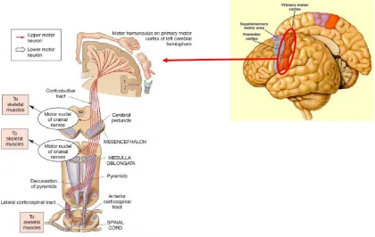 Figure 2-1: The motor cortical areas and descending neural pathways of the human motor control system