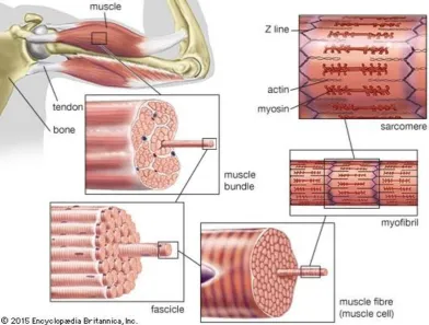 Figure 2-2: Skeletal muscle anatomy. 