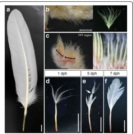 Fig. 1 Development of remex-type flight feathers after hatching.downy part is connected with a proximal bilateral part that startsthe abdominal tract at 1 dph