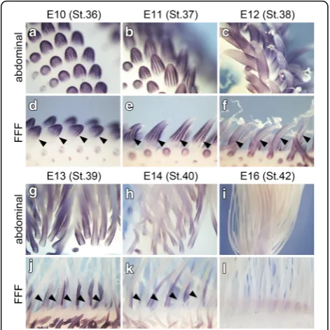 Fig. 2 Development of remex-type flight feathers before hatching.intermediate level and (in (irregular pattern of barb ridges.wing, including the FFF region, at E18