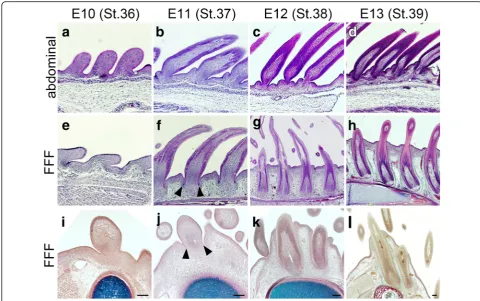 Fig. 5 Deep invagination of the feather bud toward the bone primordium in the FFF region.coronal sections of the FFF region ( a–h Sagittal sections of abdominal skin (a–d) ande–h) at E10 (a, e), E11 (b, f), E12 (c, g) and E13 (d, h)