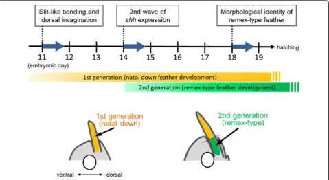 Fig. 6 Schematic representation of the developmental process of feather formation in the FFF region
