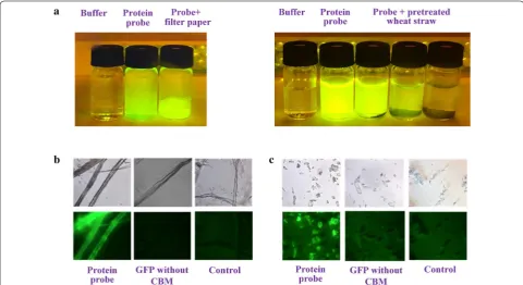 Fig. 1 Adsorption of His6–GFP2–CBM fusion probe protein on filter paper (a left) and  H2SO4-pretreated wheat straw (a right); and test of the specific adsorption of the probe protein on filter paper (b) and microcrystalline cellulose (c)