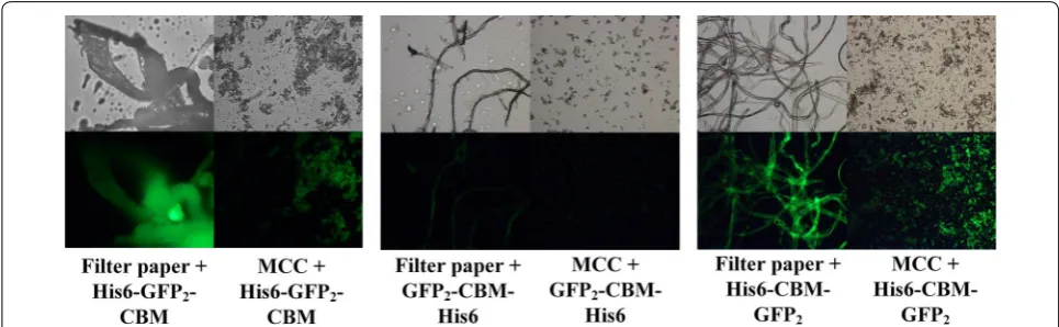 Fig. 2 Adsorption of three fusion probe proteins His6–GFP2–CBM,  GFP2–CBM–His6, and His6–CBM–GFP2 on filter paper and MCC