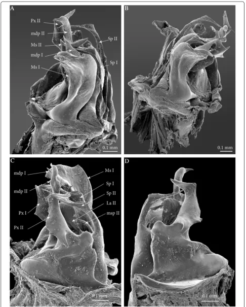 Figure 7 Ectopic gonopods on ring 8, SEM. (A)postero-apical view. Left gonopod, antero-apical view