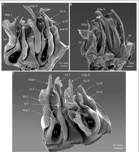 Figure 9 Left ectopic gonopods on ring 8, 15, 16. (A) Ectopic gonopod on ring 8, meso-apical view