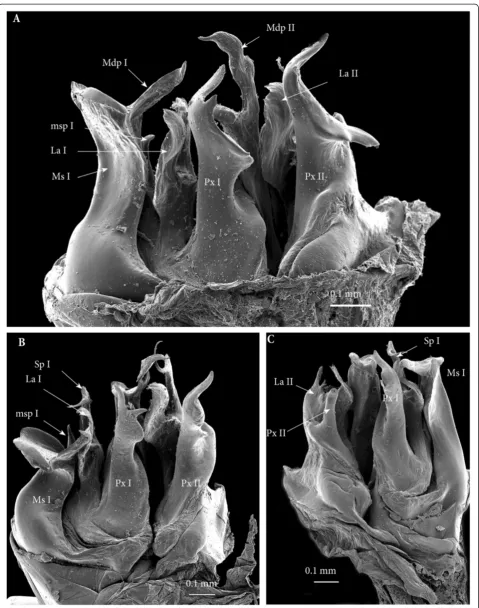 Figure 10 Latero-apical view of ectopic gonopods on ring 8, 15, 16. (A) Right ectopic gonopod on ring 8