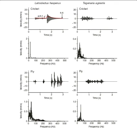 Figure 2 Prey vibrations on webs of Latrodectus hesperus and Tegenaria agrestis. Oscillograms depicting velocity [mm/s] over time [s](upper panels) and frequency [Hz] (lower panels) of cricket and house fly vibrations recorded on empty webs of Latrodectus 