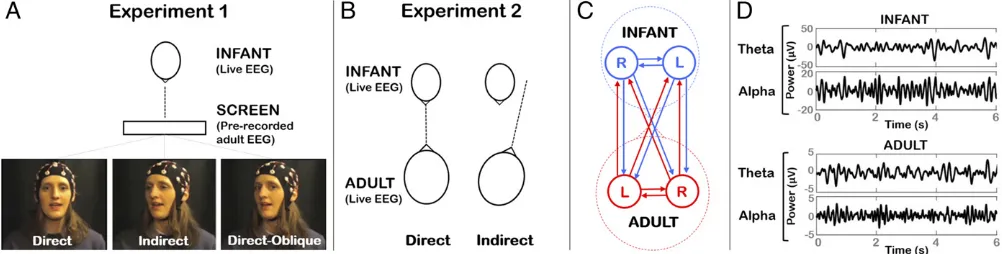 Fig. 1.Illustration of experimental protocols and connectivity analysis. (A) In experiment 1, infants viewed a video screen showing an experimenter recitingnursery rhymes