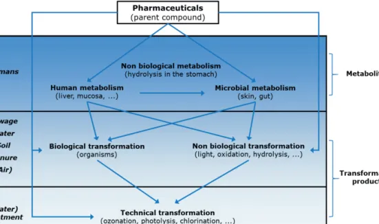 Figure 1.2 Transformation pathways of pharmaceuticals (adapted from [139]). 