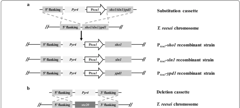 Fig. 1 Targeted gene knockout of integration of the and a deletion. Trste20 and promoter substitution of Trsho1, Trsln1 or Trypd1