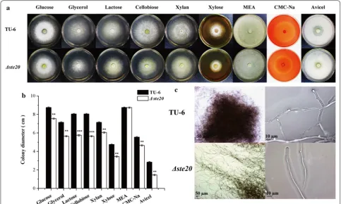 Fig. 3 Characterization of the growth and hyphal morphology of Δste20. a Growth of TU-6 and Δste20 strains on minimal medium plates containing different carbon sources