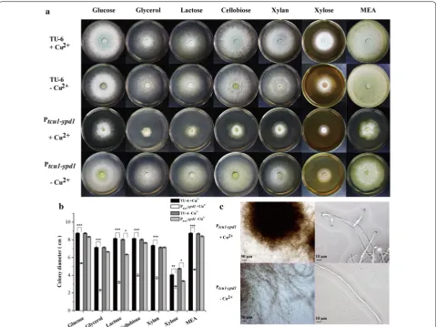 Fig. 4 Phenotypic characterization of the growth and hyphal morphology of  Pmedium plates containing different carbon sources under copper-added and non-copper-added conditions