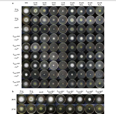 Fig. 5 Different stress response tests of the parental TU-6 and mutant strains. a Osmotic stress and oxidative stress tests were performed by adding different concentrations of NaCl and  H2O2 to the MM plates, respectively