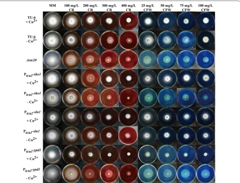 Fig. 6 The effect of Congo red (CR) were added to the minimal medium (MM) plates containing 1% glucose as the sole carbon source