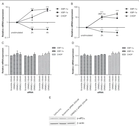 Figure 3 Unfolded protein response activation in cells with ORMDL3 knockdown. ER stress was induced in 1HAE cells by stimulation withA) tunicamycin or B) thapsigargin for 2 or 4 hours