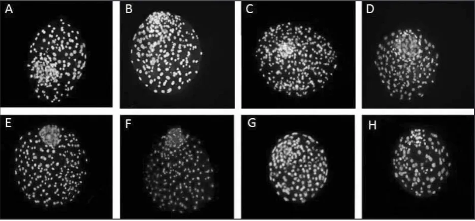 Figure 1. Double staining of blastocysts produced in different culture systems. The blue and pink stained cells (grayish in the photo) are representatives of Inner cell mass and Trophectoderm cellsA = SOF, B = SOF-MSCs, C = MSCs-SOF, D = MSCs, E = SOF-EFCs, F = EFCs-SOF, G = EFCs, H = OECs