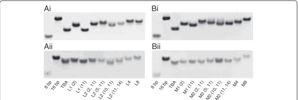 Figure 3 PAGE images of the native TBA and TBAs substituted with LNA (left) or OMeNA (right) in 50 mM KCl (upper) or 50 mM CaCl2(lower) electrophoresis buffers, respectively
