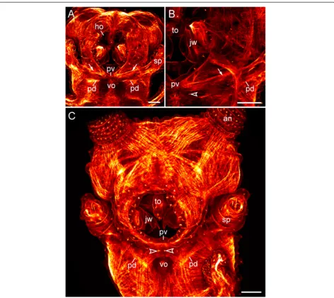 Figure 9 Musculature of the slime papillae associated with the ventral and preventral organs.embryos ofOverview of the musculature of the head in a stage VI embryo in ventral view