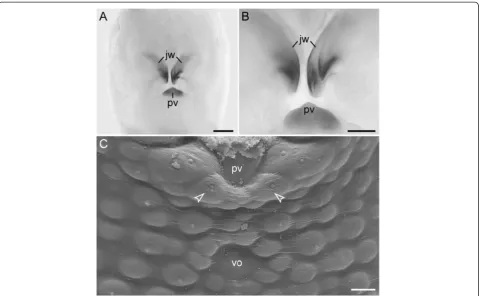 Figure 10 Sclerotized mouth structures in embryos of the neotropical Peripatidae. Light and scanning electron micrographs of flexedstage embryos of representatives of Peripatidae (posture stage according to Walker and Campiglia [33])