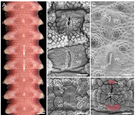 Figure 1 Position and structure of the ventral and preventral organs in adult onychophorans