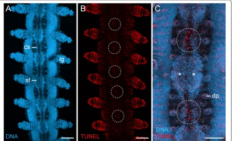 Figure 3 Apoptotic cells during degeneration of segmental thickenings. Confocal laser-scanning micrographs from a late stage VI embryoof Euperipatoides rowelli (Peripatopsidae)