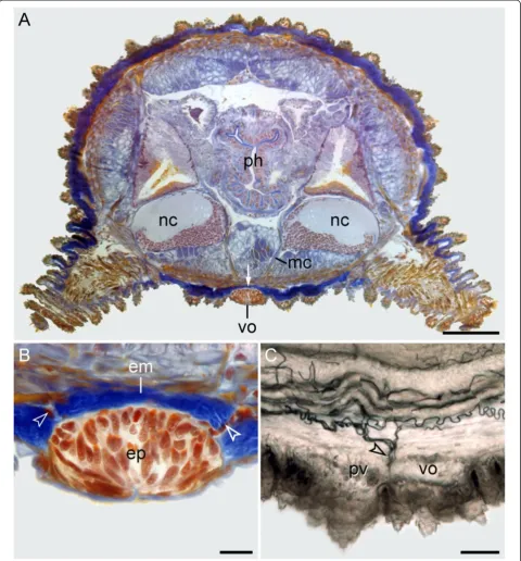 Figure 6 Position and histology of the ventral and preventral organs in adult onychophorans
