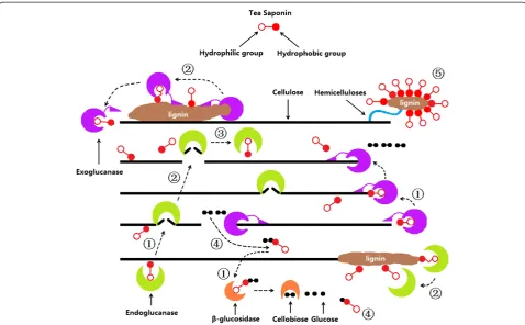 Figure 6 Schematic diagram representing the process of CCR hydrolysis with the participation of TS