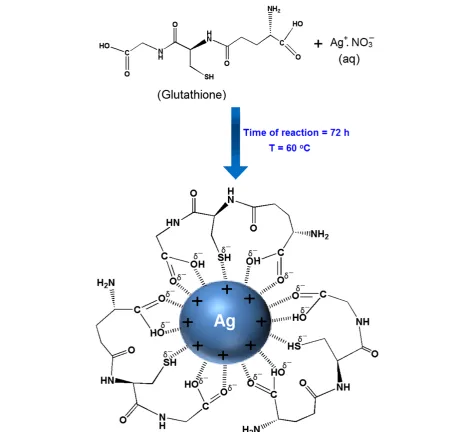 Figure 1 Schematic illustration showing the interactions between partial negative charges of thiol, and hydroxyl groups of GSHstructures with surface positive charges of Ag-NPs.