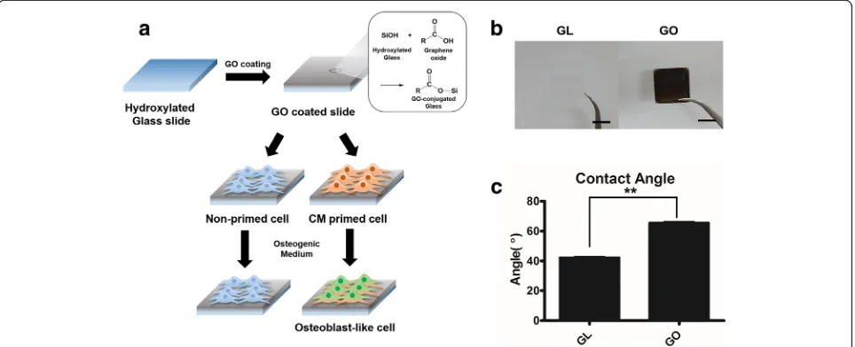 Fig. 1 a Overall scheme of designing in vitro study with GM/CM primed cell and glass/graphene oxide slide