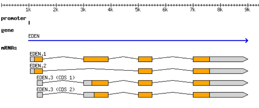 Figure 2.1: Structure of gene [4]
