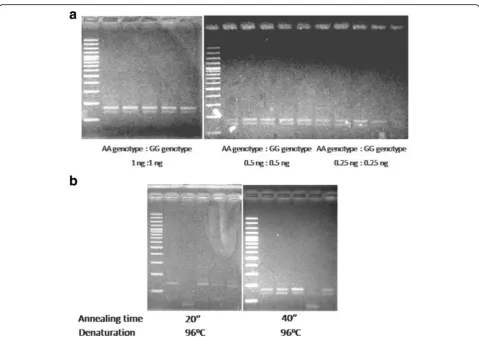 Fig. 3 aHER2 Ile655Val AS-PCR modification on eliminating the preferential amplification in mixed DNA template model (1 ng AA genotype: 0.25 ng GG effect of DNA template reducing in mixed DNA template model on preferential amplification of HER2 Ile655Val A