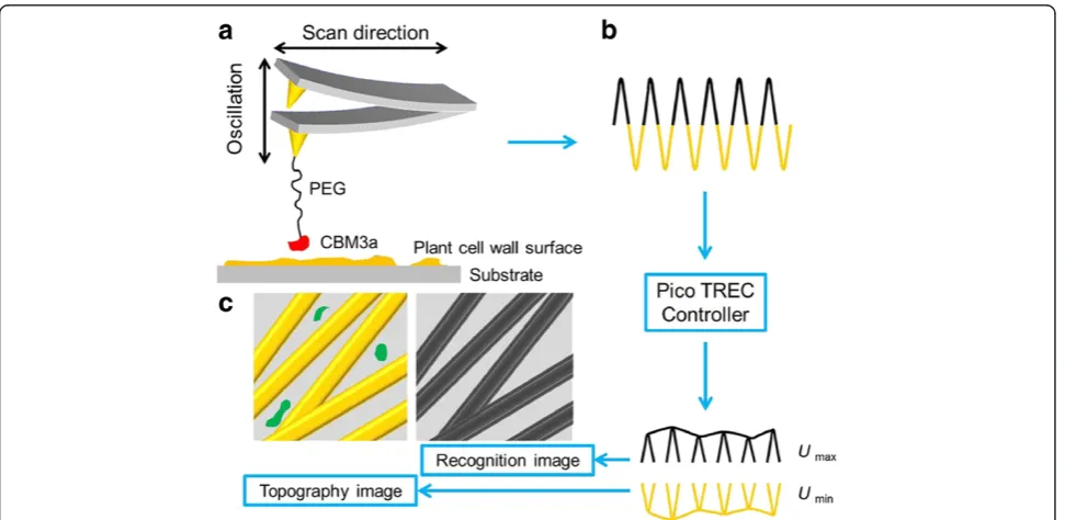 Figure 1 Schematics of AFM recognition imaging. (a) AFM tip modification and recognition imaging process; (b) topography and recognitionsignal division by PicoTREC controller; (c) example of topography and recognition images generated by separated signals