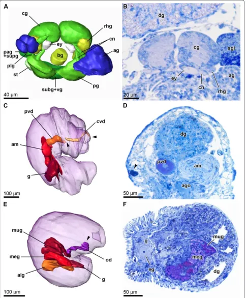 Figure 3 Microanatomy of P. verrucosa. A) 3D-reconstruction of the central nervous system, frontal view (ZSM Mol 20071832)