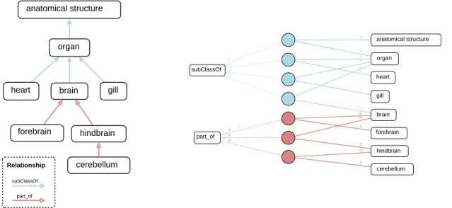 FIGURE 3.3. A comparison between the directed labeled graph and the RDF bipartite graph: (A) A portion of a zebraﬁsh anatomy ontology represented as a directed labeled graph, and (B), an RDF bipartite graph