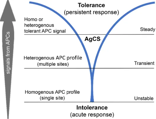 Figure 4. Homogenous profile from antigen presenting cells leads to convergence for an intolerant profile (unstable imune status), while signals from multiple or tolerant sites cause tolerance (transient and steady status)