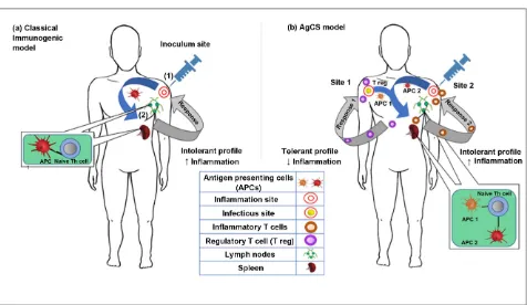 Figure 2. (a) Classical immunogenic model: After antigen inoculation in a single site (1), the presentation occurs in secondary lymphoid organs such as spleen and lymph nodes (2) where effector and memory cells proliferate to an intense inflammatory respon