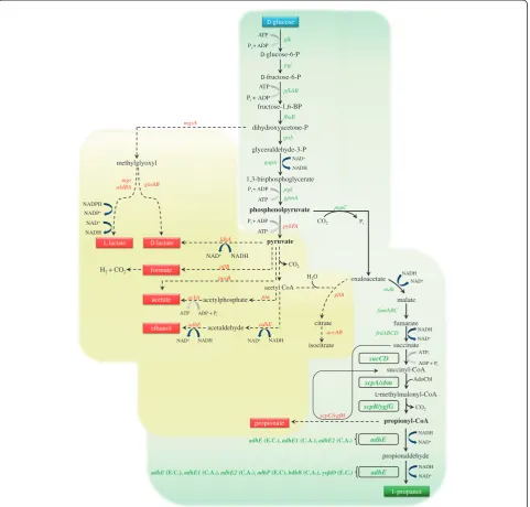 Figure 1 The genetically engineered central metabolic pathway under anaerobic conditions showing the activation of the Sbm operon(sbm, ygfD, and ygfG), and the expression of various adhEs used in this study