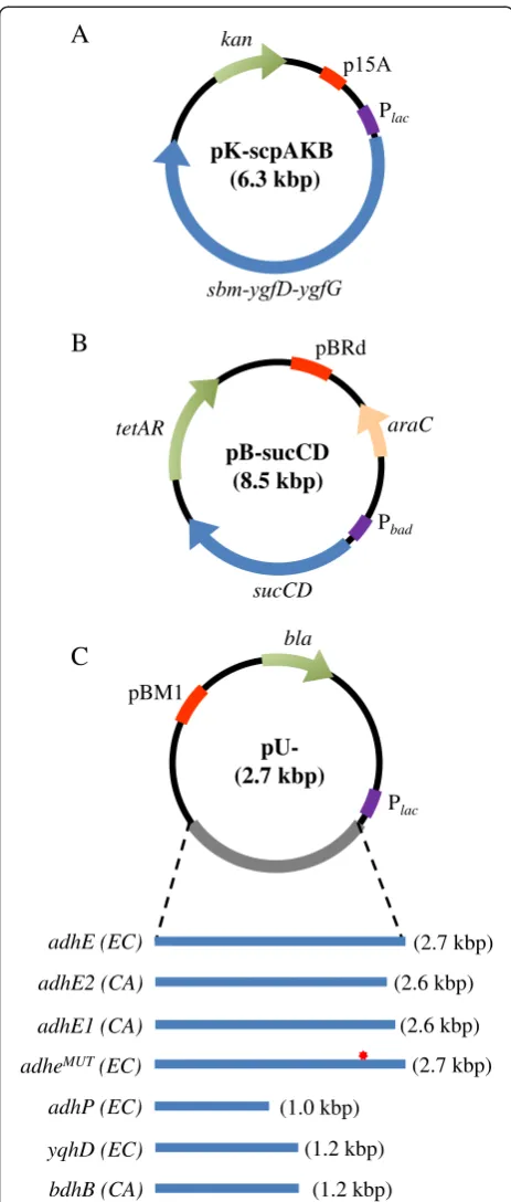Figure 2 A schematic representation of the triple-plasmidexpression systems utilized for 1-propanol production