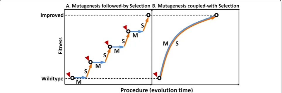 Figure 1 Comparisons between the principle of “Mutagenesis followed-by Selection” and the principle of “Mutagenesis coupled-withSelection”