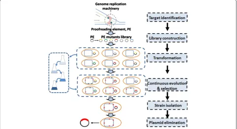 Figure 2 Flowchart of the Genome Replication Engineering Assisted Continuous Evolution (GREACE) method