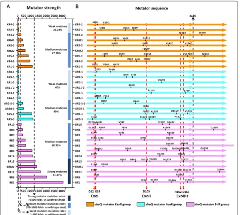 Figure 5 Strengths and sequences analysis of the dnaQ mutators selected from kanamycin stress (KanR group), n-butanol stress(BtlR group), and acetate stress (AceR group)