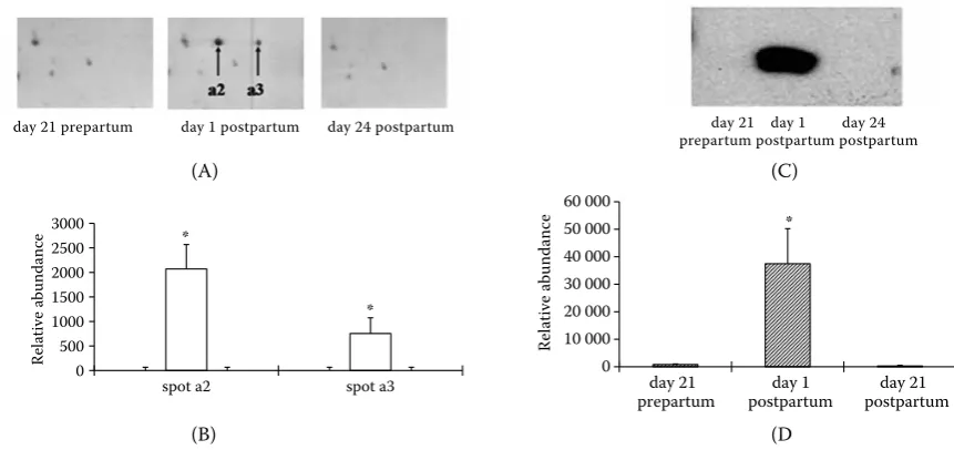 Figure 3. Changes of haptoglobin in plasma of dairy cows during the transition period associated with a new intramam-mary infection after calving*of haptoglobin and ((A) representative images of haptoglobin spots in the 2-DE map and (B) densitometric analysis; (C) Western blot analysis D) densitometric analysisP < 0.05 (n = 3)