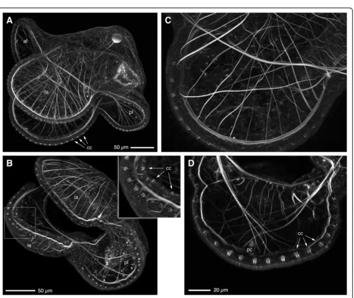 Figure 2 The pilidium can independently deform any part of the ciliated band to redirect streams containing prey