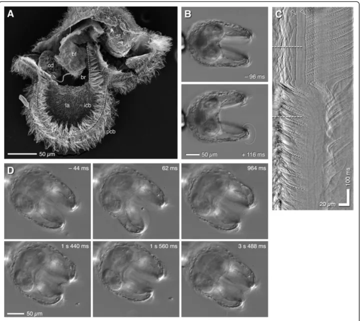 Figure 5 The inner ciliated band beats outward after prey capture. (A) SEM of fractured pilidium at the two-pairs-of-discs stage, exposing inner surface of one lappet (la) and buccal funnel (bf)