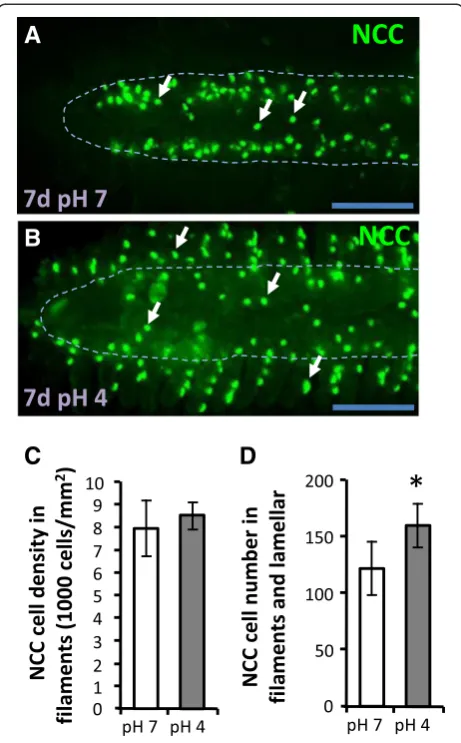 Figure 5 NCC is up-regulated in gills under acid stress. (A, B)filamentsfilament:Immunostaining images of NCC (arrow) in gills filaments under pH7or pH4 FW for 7d